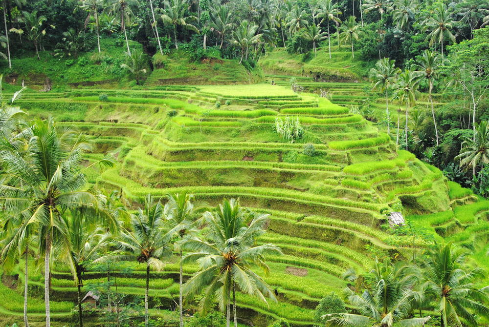 riceterace@balisaritour.com