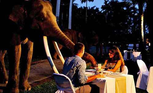 Dinner With The Great Elephant at Bali Zoo@basaritour.com