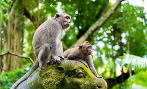 monkeyforest@balisaritour.com