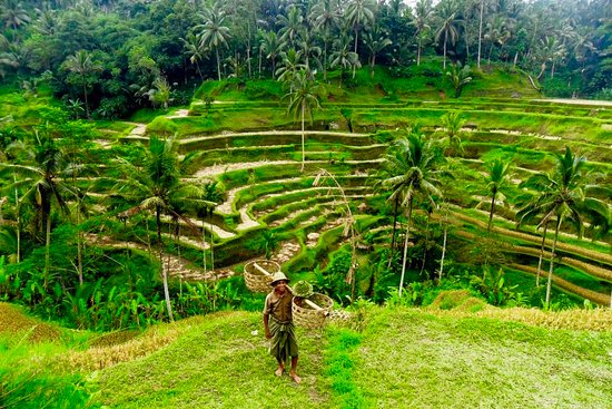 rice terace tegalalang@balisaritour.com