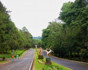 Keindahan Kebun Raya Bedugul Bali