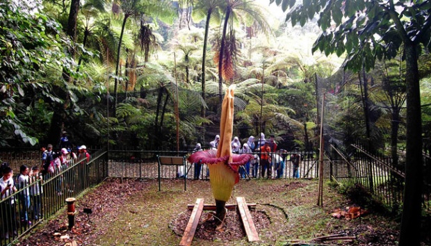 Kebun Raya Gianyar..